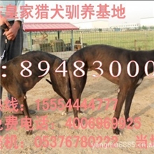 皇家格力犬驯养场供应格力犬价格漂亮原版格力犬细狗养殖场