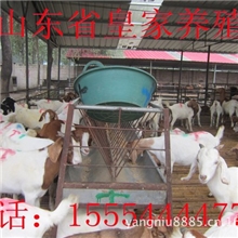供波尔山羊专业养殖技术