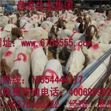 供应波尔山羊波尔山羊种苗