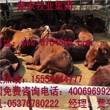 提供肉牛利木赞夏洛莱鲁西黄牛种苗