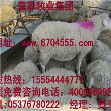 供应最新最科学肉羊养殖技术