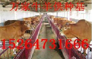 优质鲁西黄牛品种山东万家牛羊基地提供商