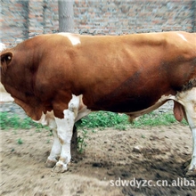 肉牛仔--小肉牛-夏洛莱肉牛--西门塔尔-肉牛犊-免费负责运输