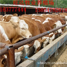 山东旺达牧业养殖场供应鲁西黄牛价格=合理+实惠!15854782818