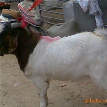 供应肉羊,全国销售,波尔山羊的价格掌握精准,投资致富值得信赖!