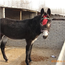 批发肉牛肉驴波尔山羊,肉牛犊西门塔尔牛小黄牛15854782818