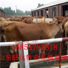 供应适合南方养殖的肉牛品种，500斤夏洛莱肉牛，夏洛莱肉牛犊