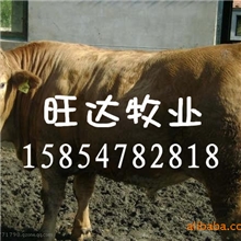 山东旺达牧业急售肉牛肉牛犊6666余头联系电话黄场长15163777444