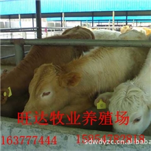 旺达牧业肉牛价格最低,专业科学大型养殖基地15854782818.