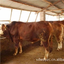 改良肉牛养殖供杂交牛改良肉牛6000头免费提供全面的养殖技术