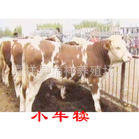 找肉牛--到AAA级宏扬肉牛养殖场