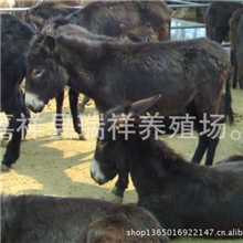肉驴-肉驴养殖-肉驴行情肉驴价格种驴免费送货