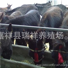 肉驴养殖|肉驴价格|安全健康肉驴来自山东宏扬牧业集团