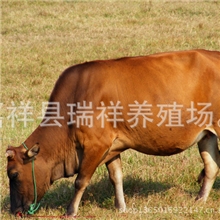 【宏扬牧业】肉牛养殖肉牛价格西门塔尔牛鲁西黄牛