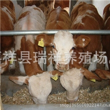 供应改良牛西门塔尔肉牛优质肉牛利木赞牛