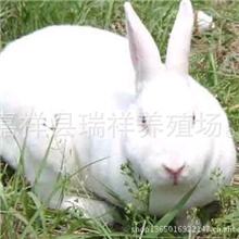 獭兔美系獭兔法系獭兔德系獭兔