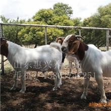 哪里的肉羊品种最好波尔山羊养殖技术
