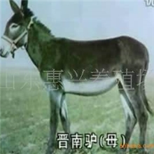 供应优质肉驴晋南驴广灵驴提供养殖技术
