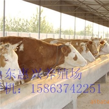 供应肉牛肉牛效益分析肉牛养殖前景