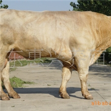 供应优质杂交肉牛三元杂交牛利木赞肉牛