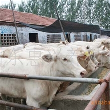 长期供应优质肉牛&mdash;&mdash;肉牛牛犊免费运输签订合同