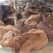 供应优质肉牛育肥牛鲁西黄牛