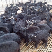 供应优质青山羊黑山羊山羊养殖行情