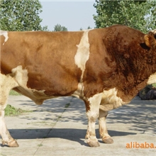 急售,1000头育肥小牛犊架子牛西门塔尔肉牛