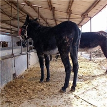 供应肉驴德州驴广灵驴乌头驴