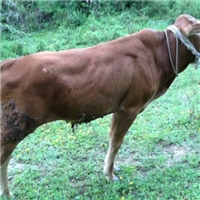 纯天然优质耕牛牛犊肉牛价格价格从优绿色无污染