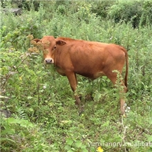 贵州云祥畜牧科技专业养殖供应原生态纯天然优质耕牛牛犊黄牛
