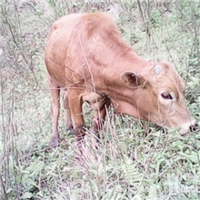 优质耕牛黄牛肉牛牛犊绿色无污染