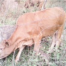 纯天然优质绿色牛犊黄牛价格从优