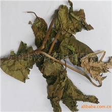 臭梧桐叶|臭梧桐批发|产地直销臭梧桐叶|批发零售臭梧桐叶批发