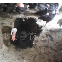 贝蒂纳火鸡养殖火鸡苗供应安徽火鸡苗火鸡种苗动物种苗价格
