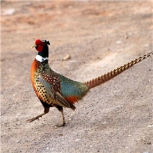 山鸡苗.珍珠鸡苗.贵妃鸡苗.火鸡苗