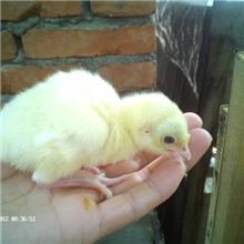 贝蒂纳火鸡养殖火鸡苗供应安徽火鸡苗