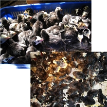 火鸡苗批发厂家火鸡苗价格供应火鸡苗