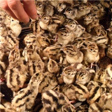 2013优质供应七彩山鸡火鸡火鸡苗