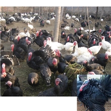 供应火鸡苗、火鸡种苗、安徽火鸡种苗、全国发货量大从优