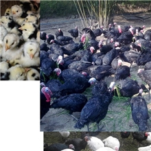 供应绿头野鸡苗，安徽山鸡苗，贵妇鸡，火鸡苗，火鸡种苗等等