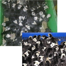 尼古拉火鸡苗批发，贝蒂纳火鸡苗批发，青铜火鸡苗批发