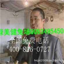 大量供应黑豚鼠质量好价格低豚鼠批发