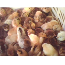 火鸡苗价格，贝帝纳火鸡苗价格，青铜火鸡苗价格，火鸡苗价格