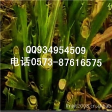 牧草种子批发种子