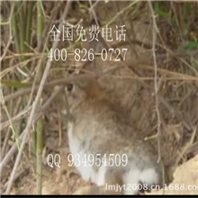 比利时野兔子种养殖技术（点击首页看视频介绍)比利时兔种