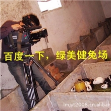 商品荷兰猪最好吃的动物（点击首页看视频介绍)