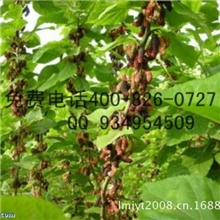 桂花蜜大十果桑苗红果2甜椹果桑桑椹苗