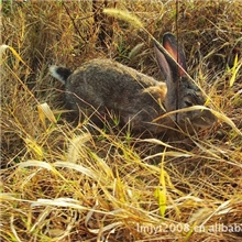 野兔养殖场繁殖技术野兔养殖前景农广天地