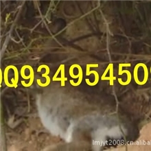 肉兔种兔养殖场先考察后引种肉兔肉兔种兔